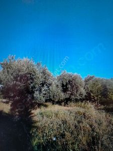 Arsa-Zeytinlik