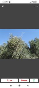 Arsa-Zeytinlik