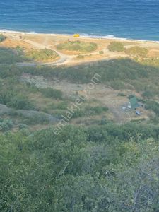Arsa-Zeytinlik