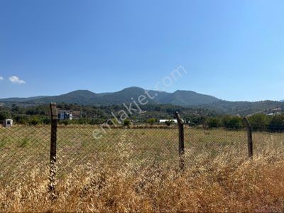 Arsa-Zeytinlik