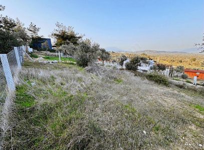 Arsa-Zeytinlik