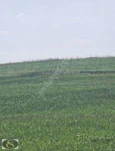 Arsa-Tarla