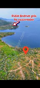 Arsa-Zeytinlik
