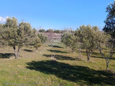Arsa-Zeytinlik