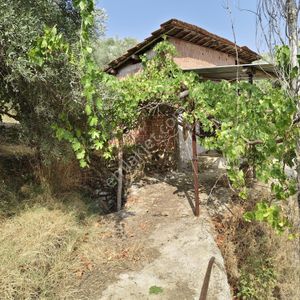 Arsa-Zeytinlik