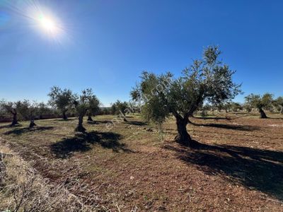 Babil Emlaktan Satlık Yavuzluda 3374 M2 Yol Üzeri Zeytinlik