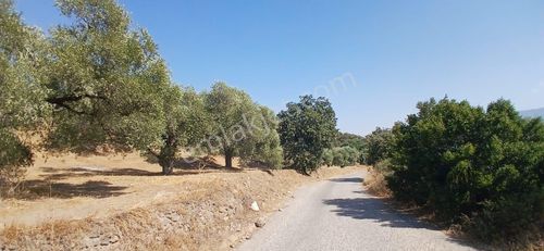 Arsa-Zeytinlik