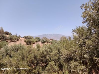 Arsa-Tarla