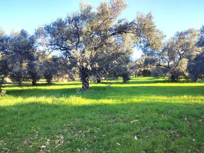 Century21 Bal'dan Balıkesir Gömeç’te Satılık Zeytinlik