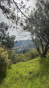Arsa-Zeytinlik