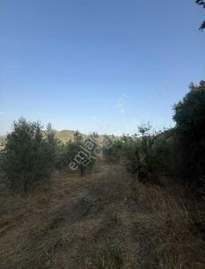 Arsa-Zeytinlik