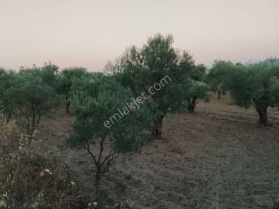 Arsa-Tarla