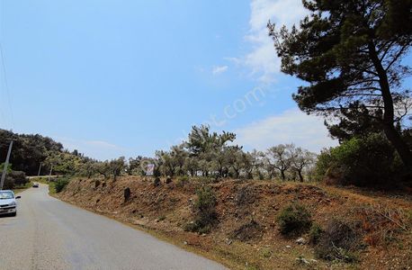 Arsa-Zeytinlik
