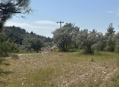 Arsa-Zeytinlik