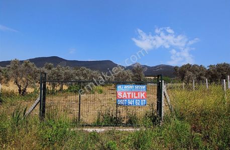 Arsa-Zeytinlik