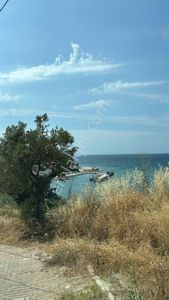 Arsa-Zeytinlik