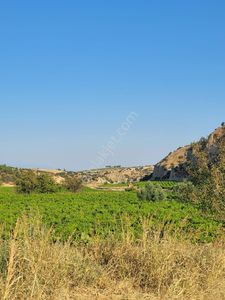 Arsa-Bağ & Bahçe