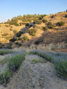 Arsa-Bağ & Bahçe