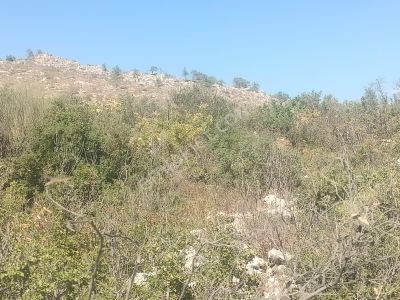 Arsa-Tarla