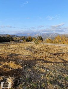 Arsa-Zeytinlik