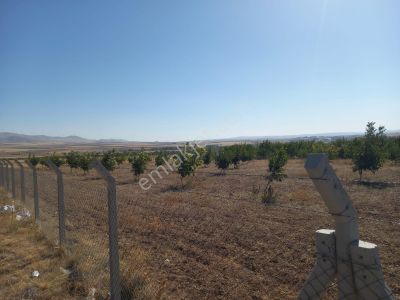 Arsa-Bağ & Bahçe
