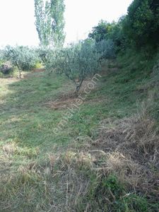 Arsa-Zeytinlik