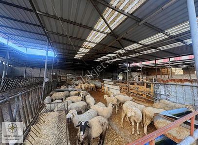 Arsa-Ticari İmarlı