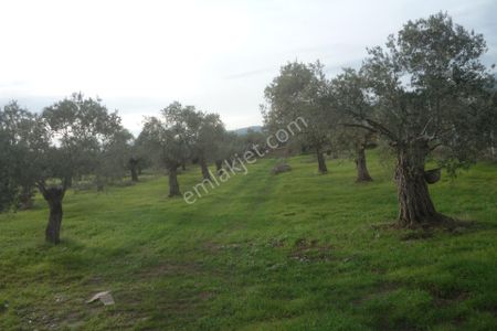 İzmir Torbalı Gold Emlaktan Bayındırda Satılık Zeytin Bahçesi