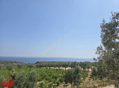 Şarköy Müreftede Muazzam Konumda Deniz Manzaralı Zeytinlik