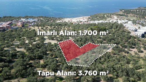 Arsa-Zeytinlik