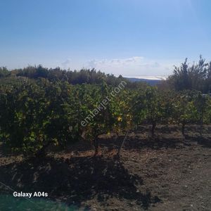 Arsa-Bağ & Bahçe