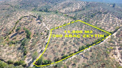 Arsa-Zeytinlik
