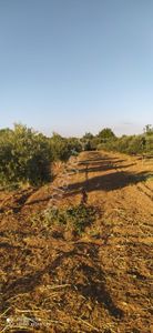 Arsa-Zeytinlik