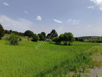 Arsa-Tarla