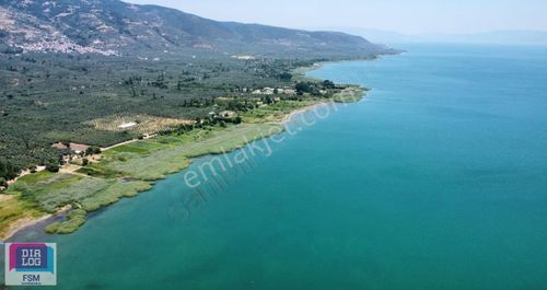 Arsa-Zeytinlik