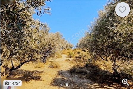 Arsa-Zeytinlik