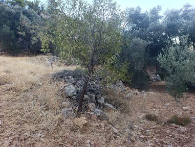 Arsa-Tarla