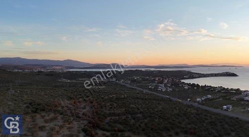 Arsa-Zeytinlik