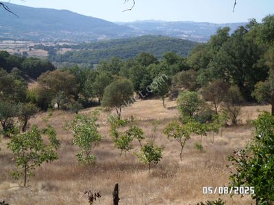 Arsa-Tarla