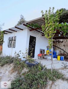 Arsa-Zeytinlik