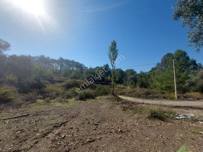Arsa-Arazi