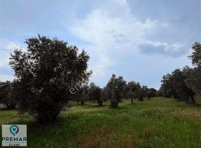 Arsa-Zeytinlik