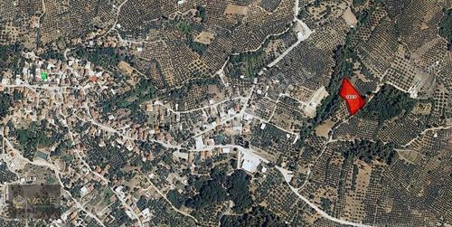 Arsa-Zeytinlik