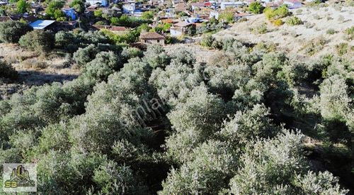 Arsa-Zeytinlik