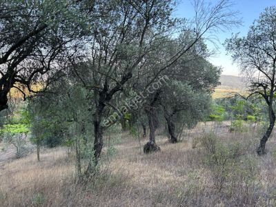 Arsa-Zeytinlik