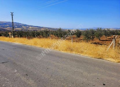Arsa-Zeytinlik