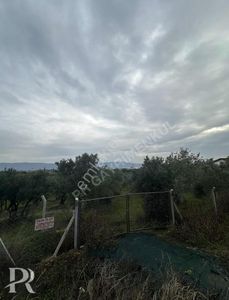 Arsa-Zeytinlik