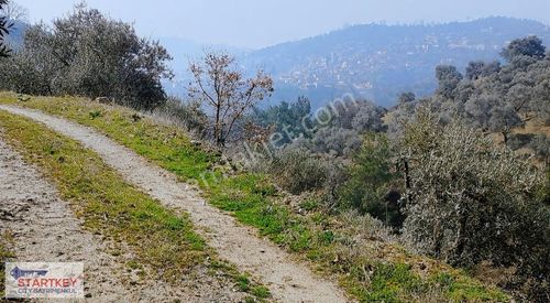 Arsa-Zeytinlik