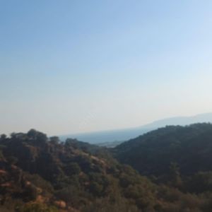 Arsa-Zeytinlik