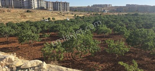 İmar Bitişiği Muhteşem Arazi